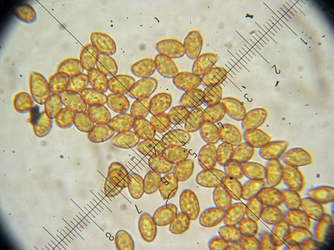 Cortinarius cf. purpurascens